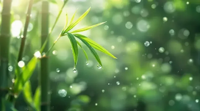 晨光微露 - 桃子视频竹影清风影像