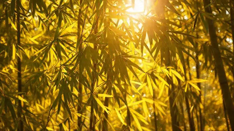叠翠流金 - 桃子视频竹影清风影像